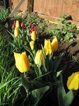 SX21963 Yellow and red tulips in back garden.jpg